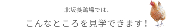 北坂養鶏場では、こんなところを見学できます！